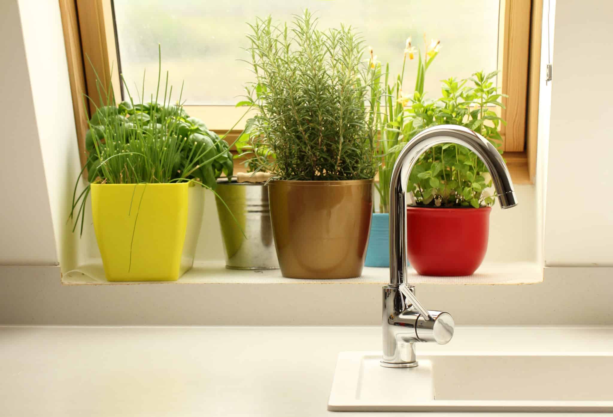 Comment planifier, planter et faire pousser un jardin de fines herbes