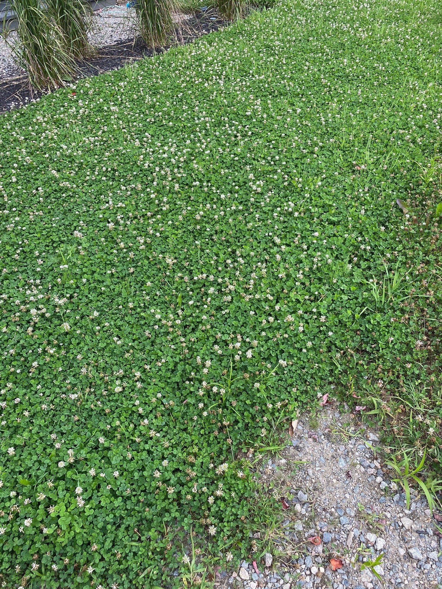 Planifier une pelouse de micro-trèfle