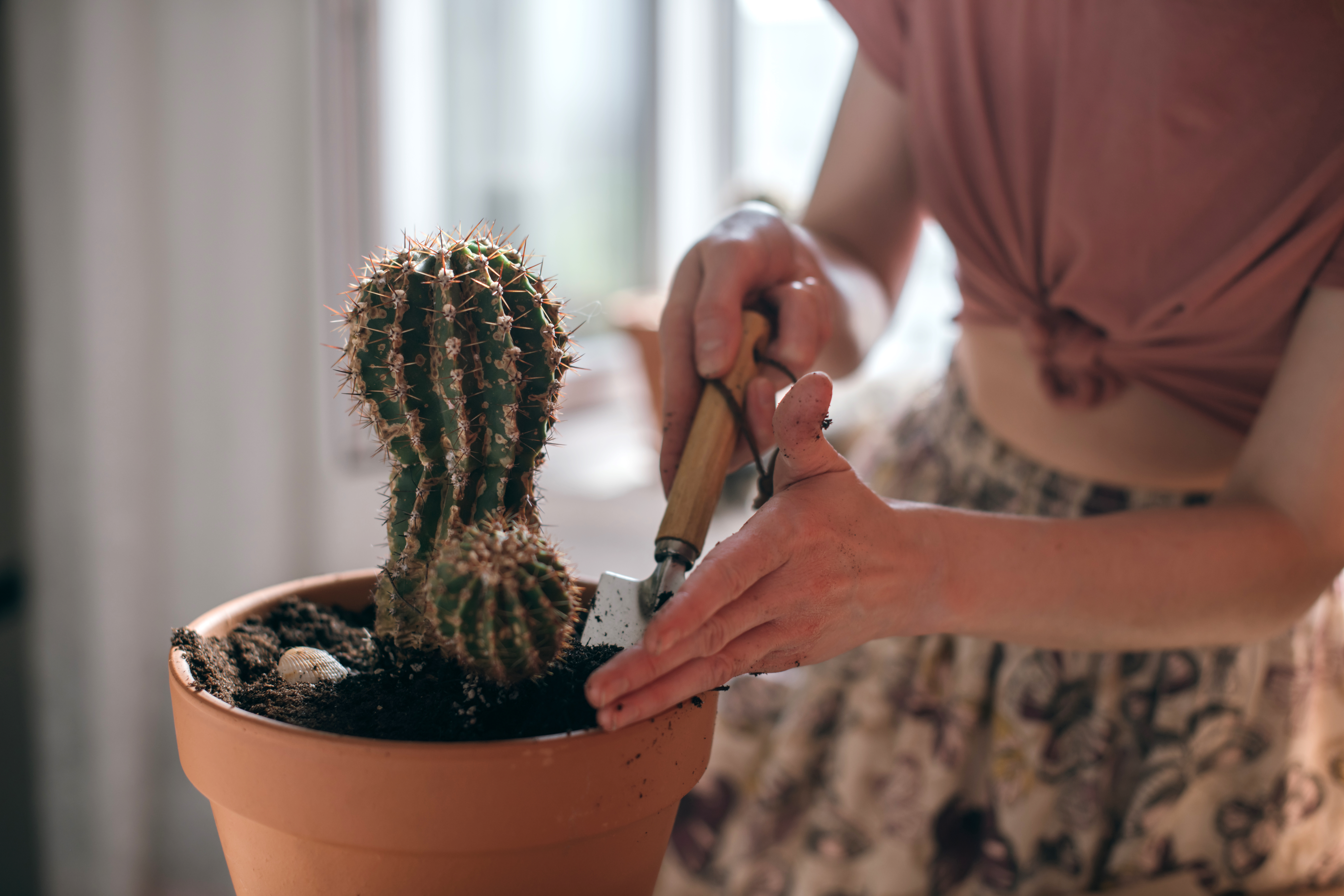 Femme qui rempote un cactus sans porter des gants.