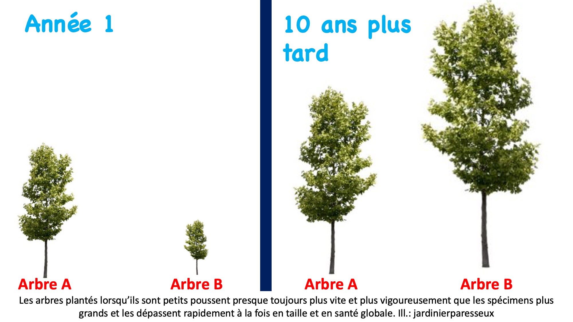 Illustration montrant la croissance d'un petit arbre comparativement à un plus grand au cours de 10 ans.