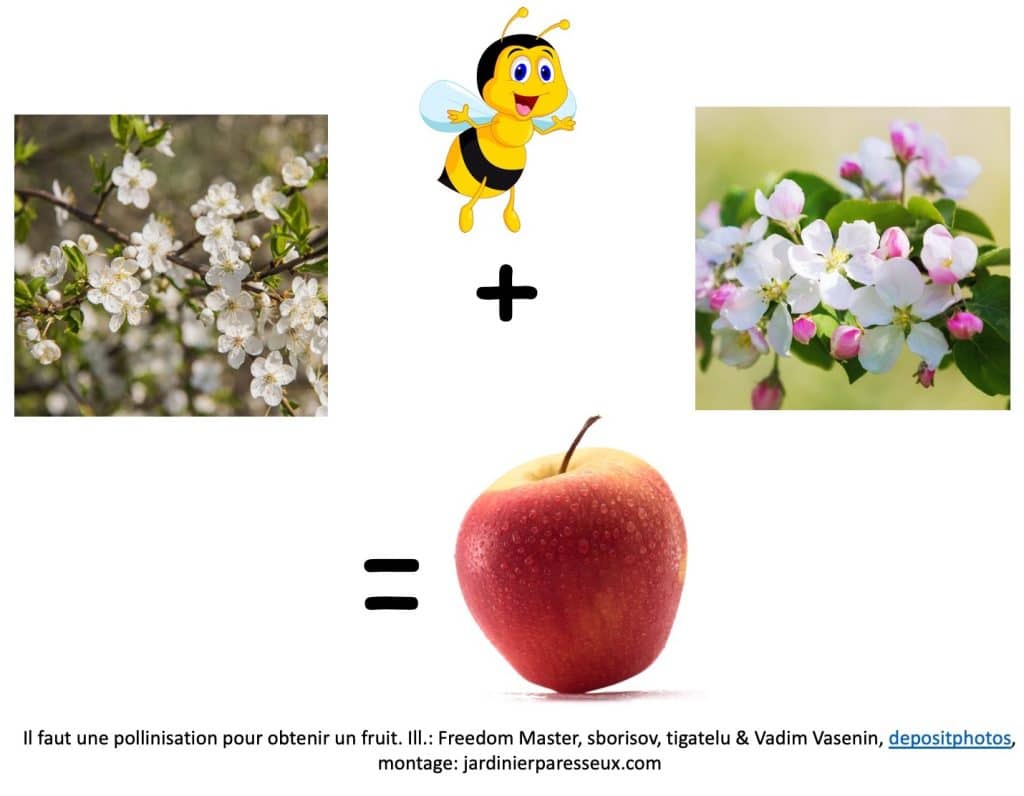 Abeille qui apporte du pollen d'une fleur de pommier à l'autre, ce qui donne une pomme.
