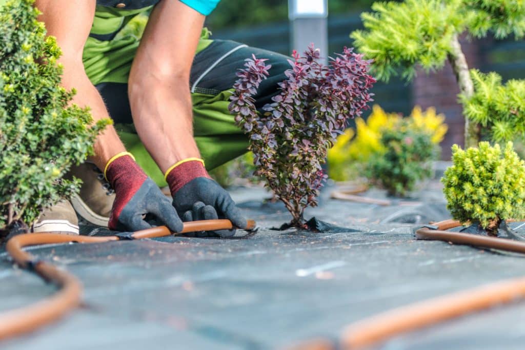 Mains qui installant de l’irrigation.