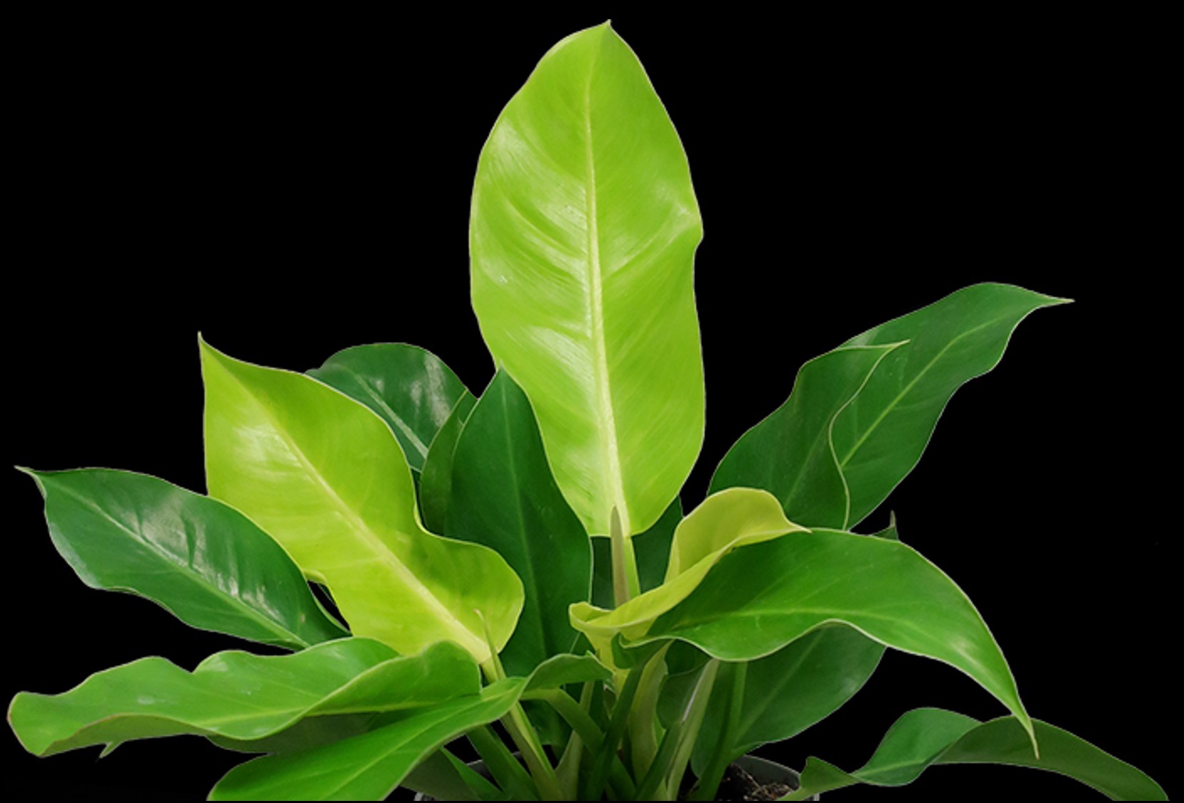 Philodendron Lite Up My Life