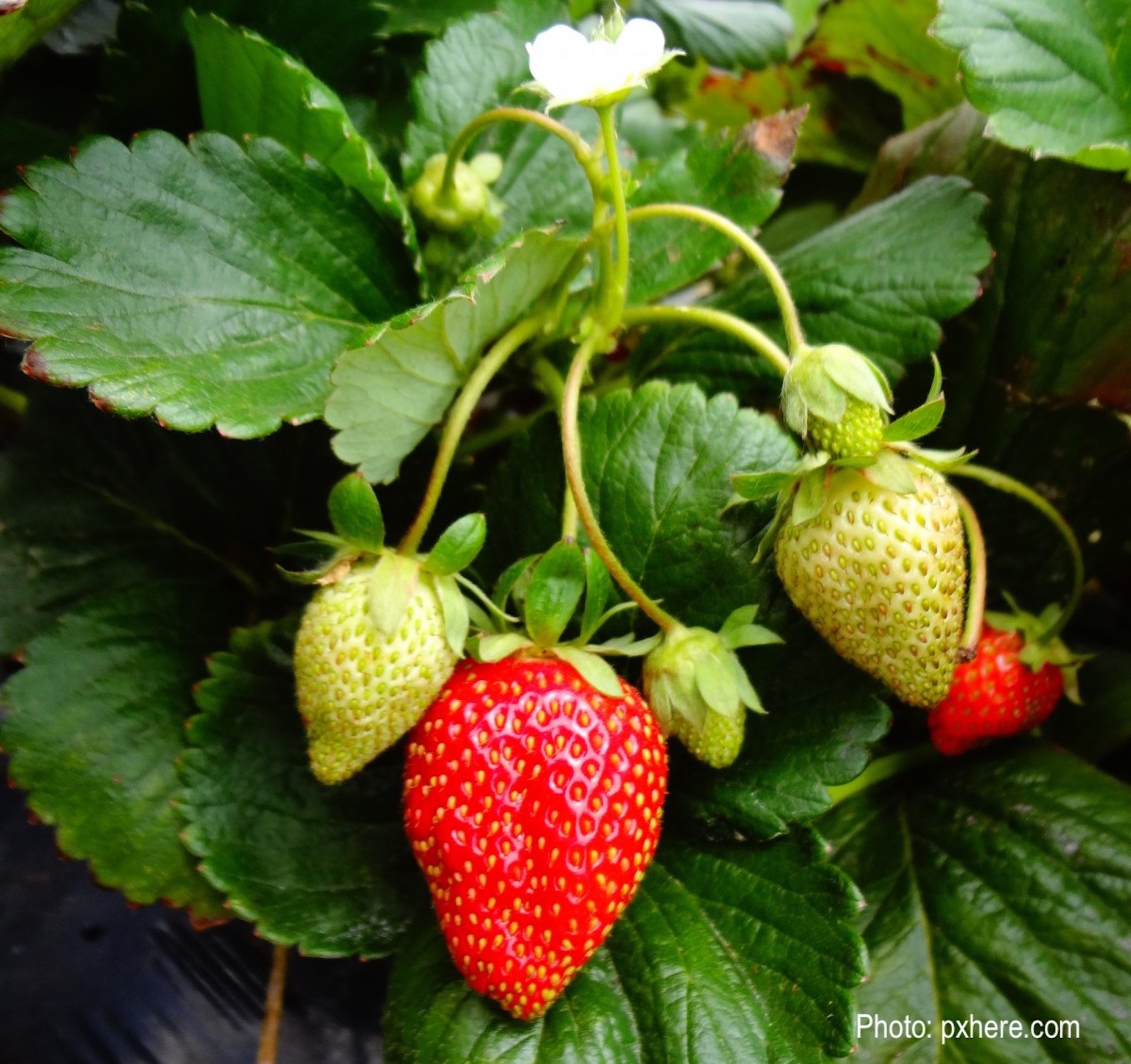 Cultivez vos propres fraises… même sur le balcon!