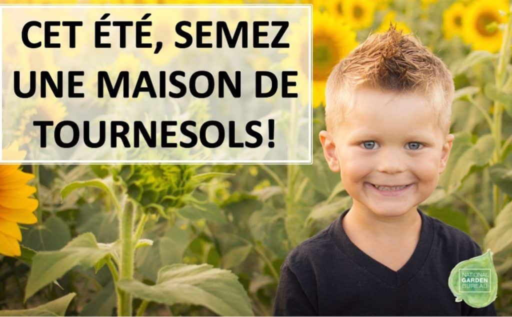 Garçon dans un champ de tournesols.