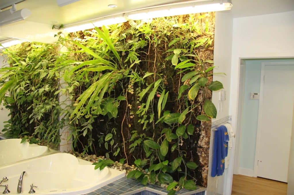 Mur végétal en 2012, couvert de végétation.