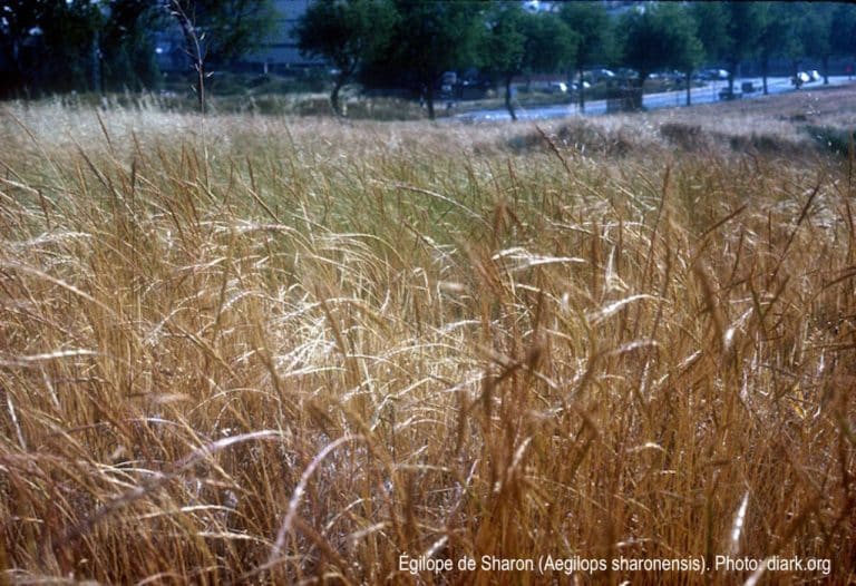 Les gènes d’une herbe sauvage pourraient sauver notre pain 