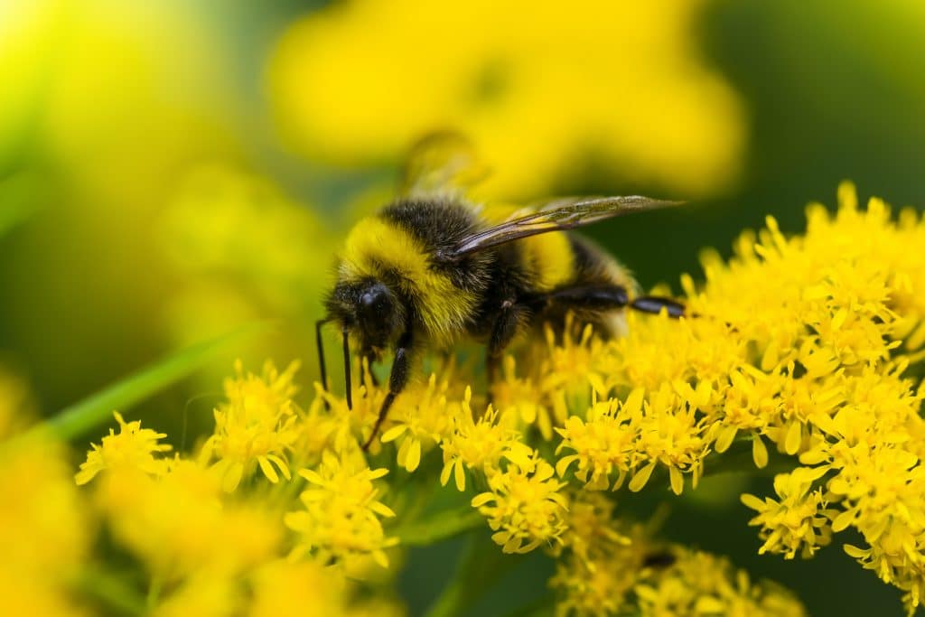 Un bourdon visite des fleurs d'une verge d'or indigène.