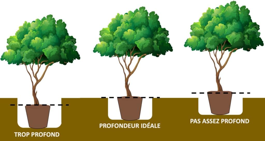 Trois arbres placés dans des trous de plantation: un trop profond, un trop peu profond et un juste parfait.