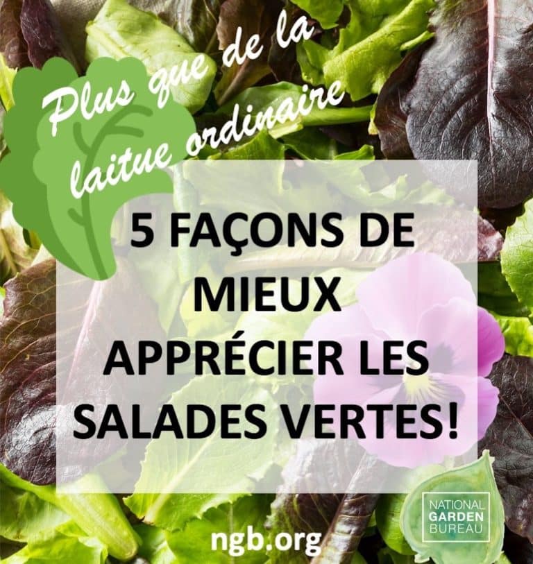 Il peut y avoir plus dans une salade que de la laitue!
