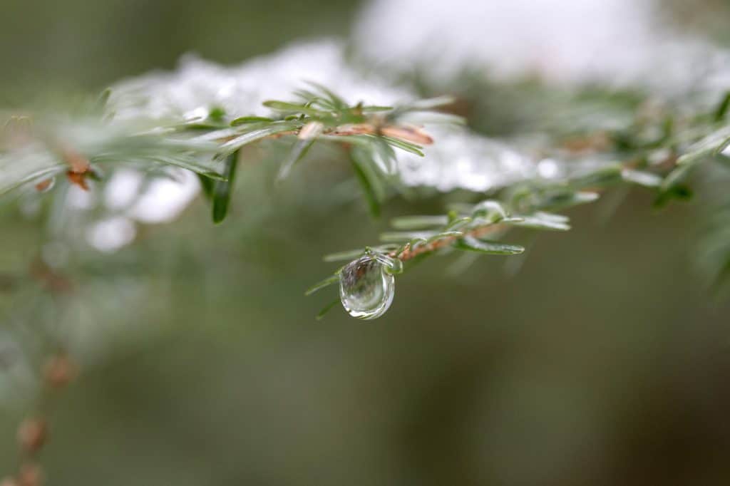 Conifère sous la pluie
