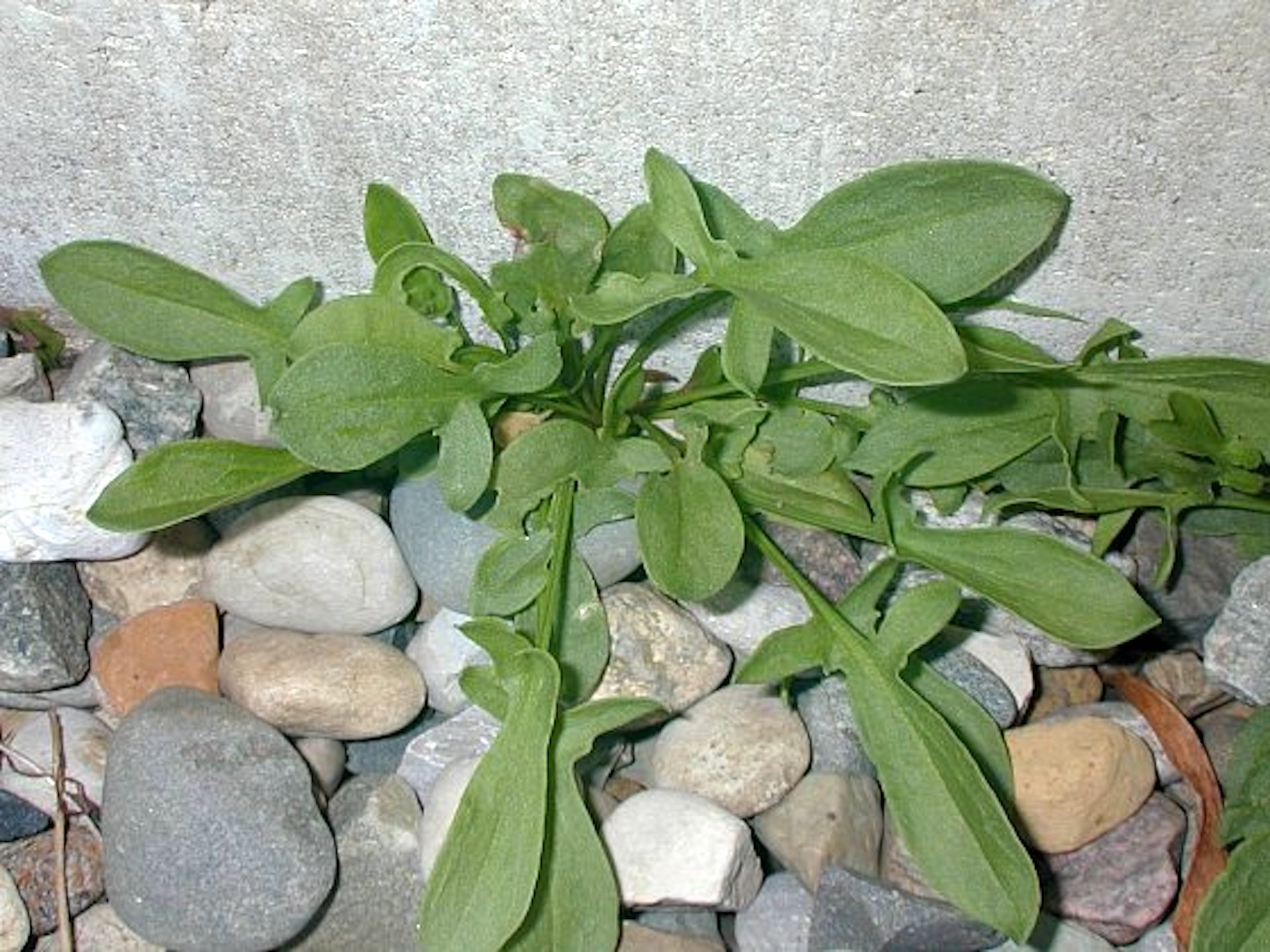 Jeune plant de petite oseille près d’un mur gris.