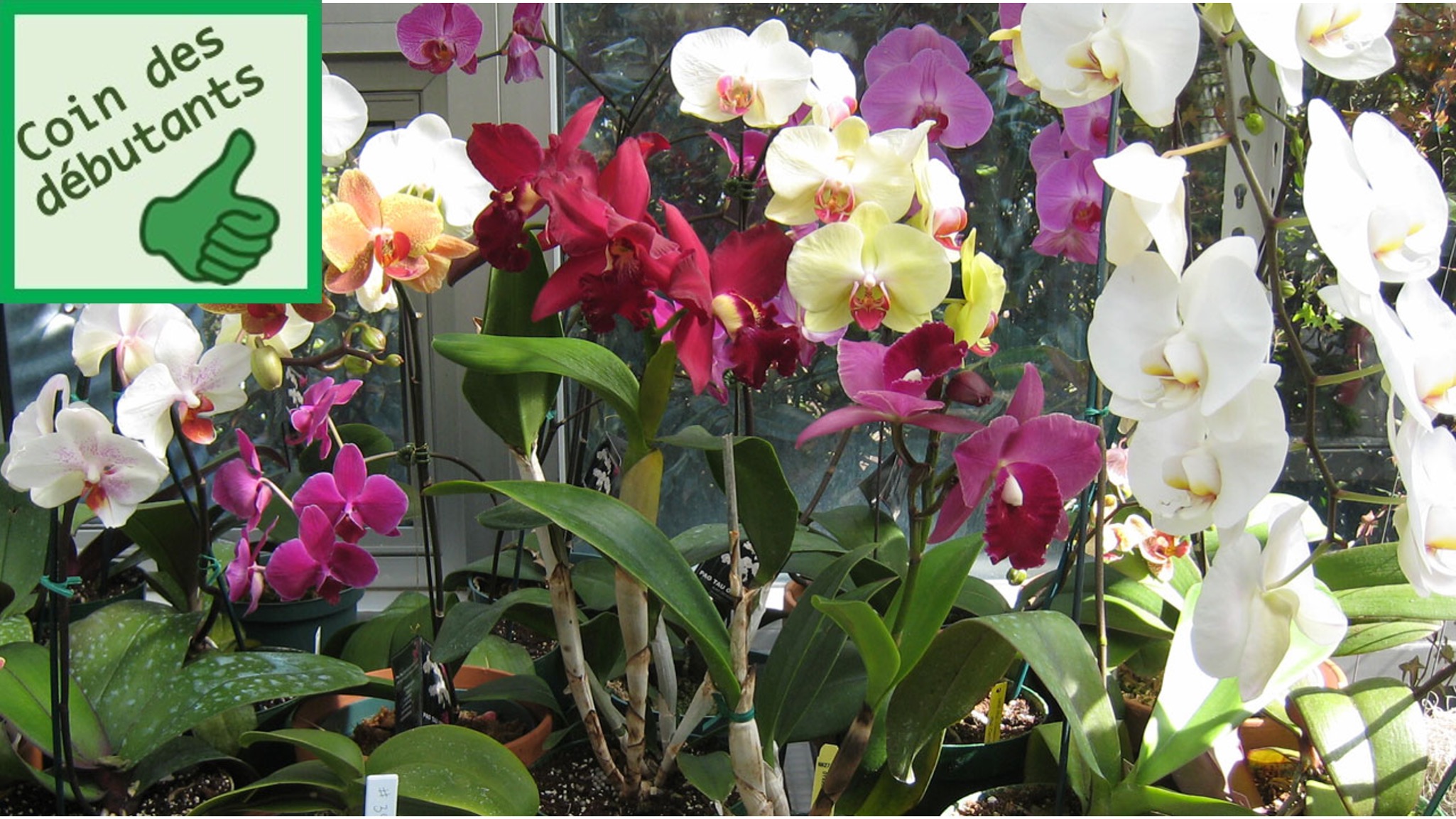 Une variété d’orchidées en fleurs sur un rebord de fenêtre