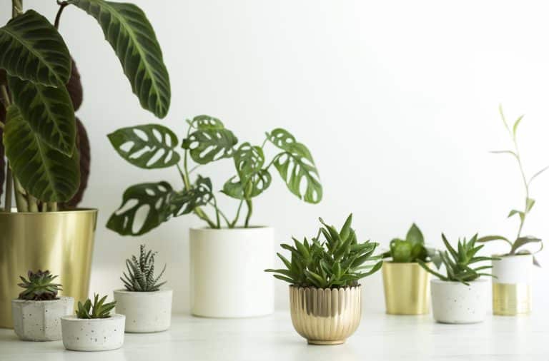 Les cache-pots changent la donne: il faut repenser l’entretien de nos plantes d’intérieur