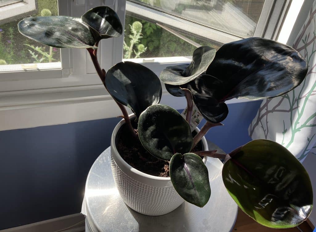 Géo qui pousse près d’une fenêtre.