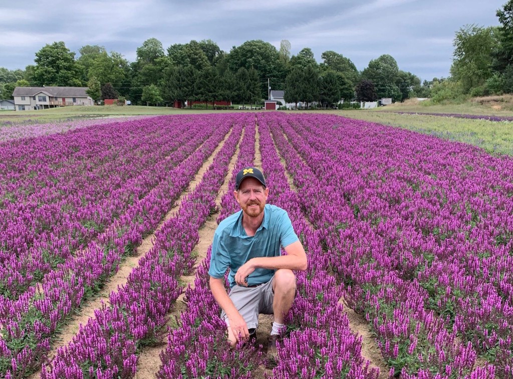 Hybrideur Hans Hansen dans un champ de salvias vivaces ‘Pink Profusion’