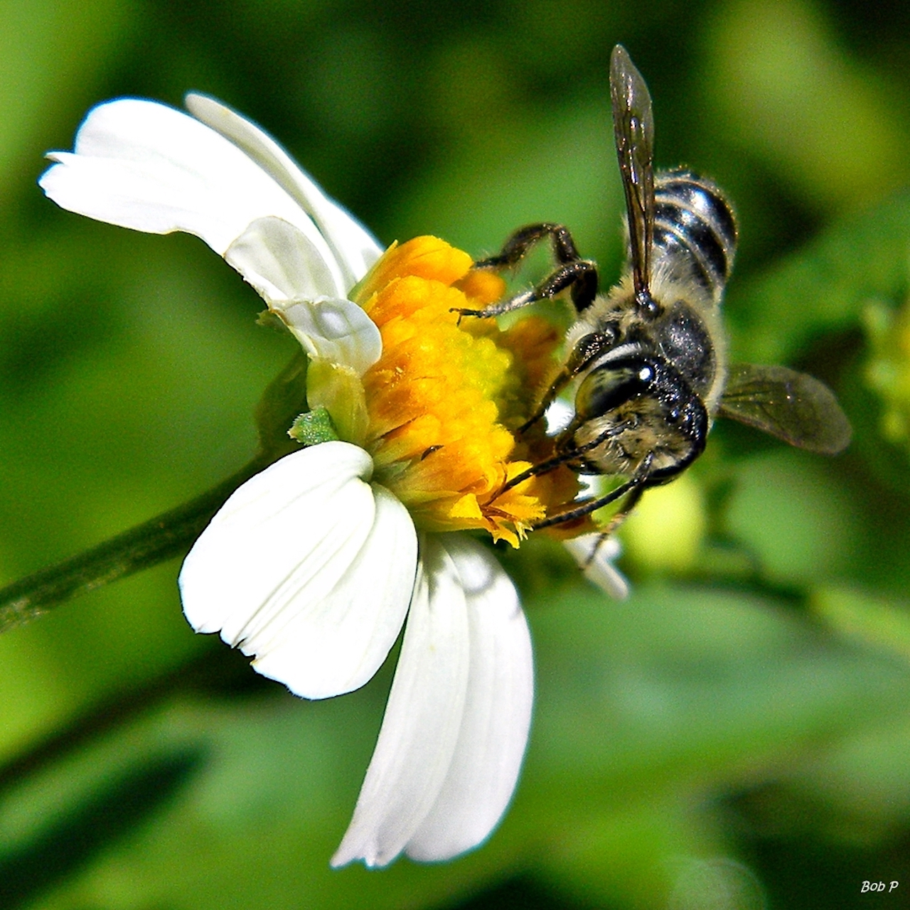 Attirez les pollinisateurs en ville