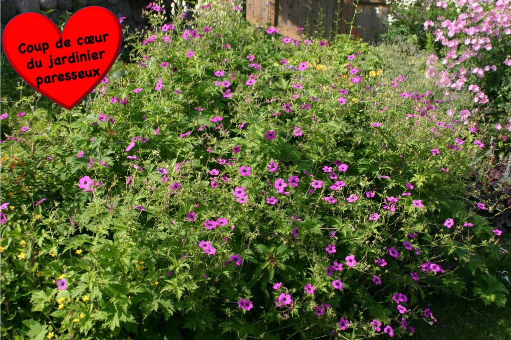 Geranium psilostemon en pleine floraison