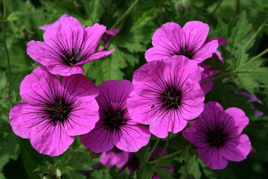 Geranium ‘Bressingham Flair’