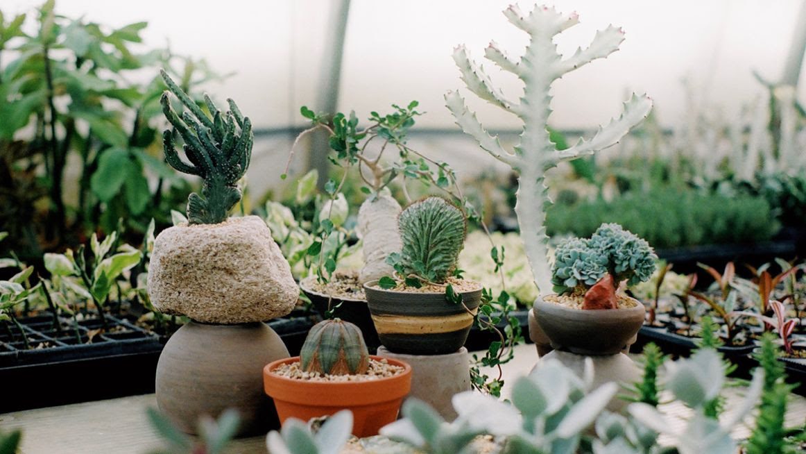 Salon des cactus et succulentes