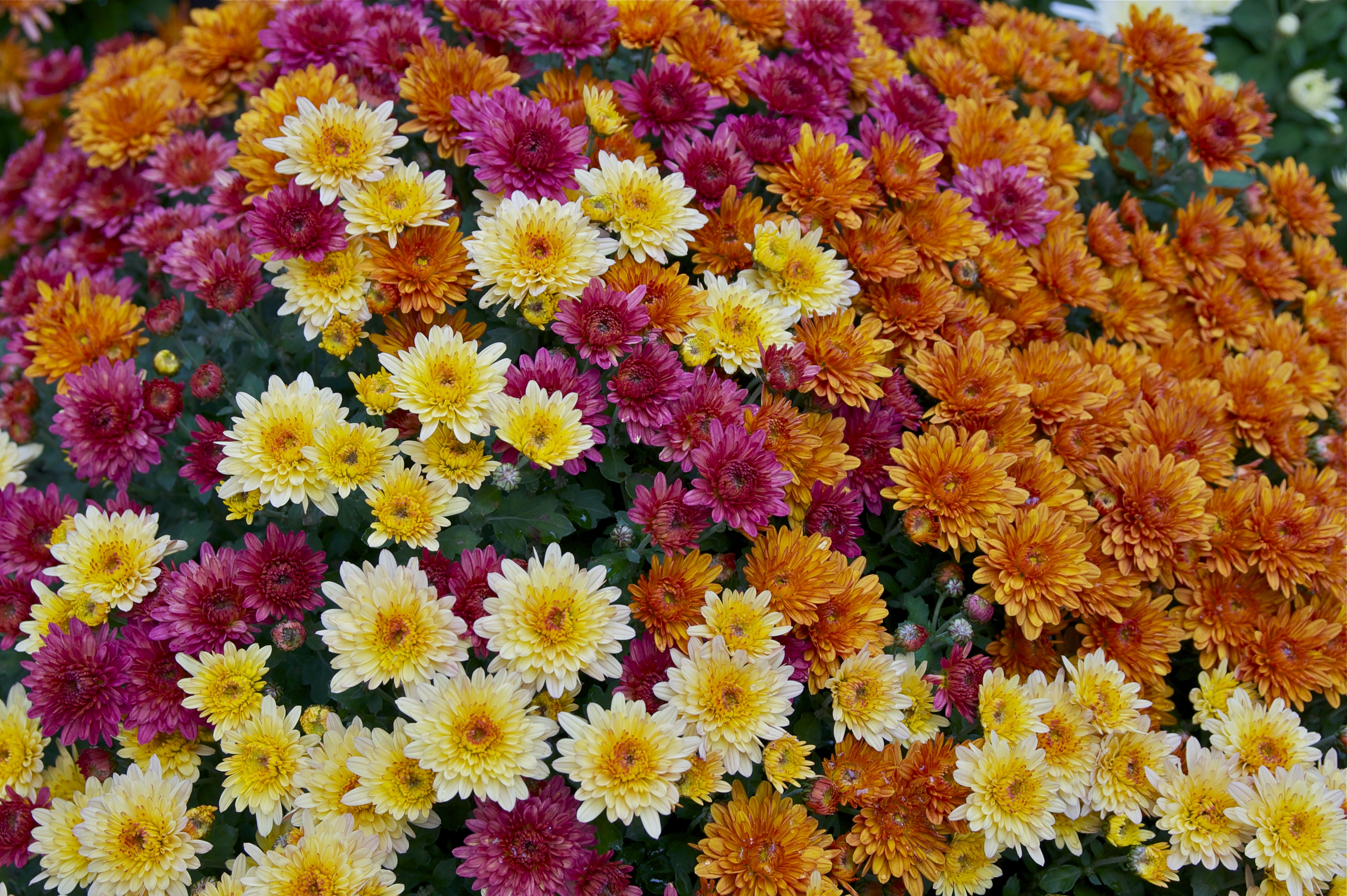 Chrysanthème en fleurs.