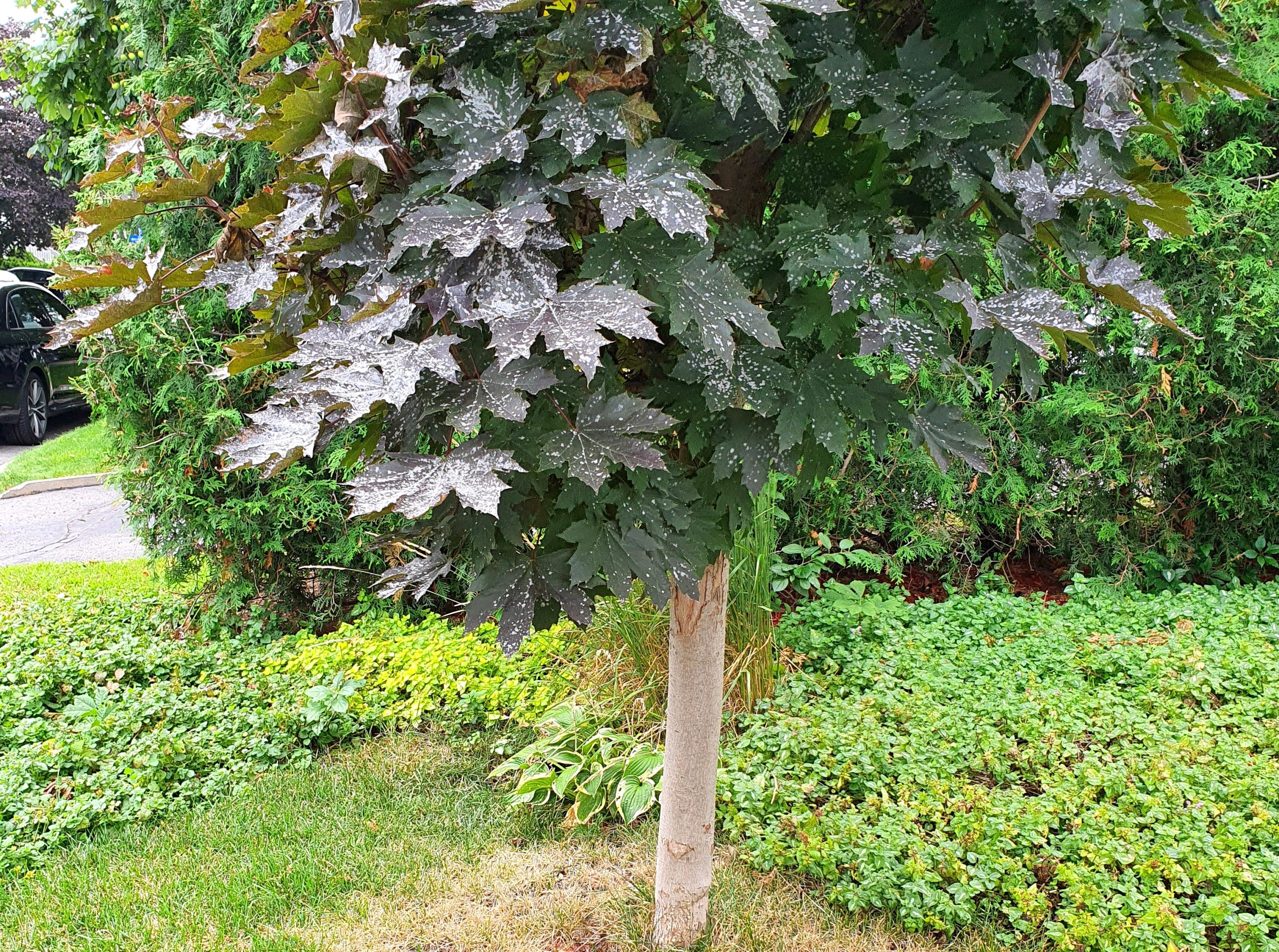Érable de Norvège à feuilles bronzées avec blanc