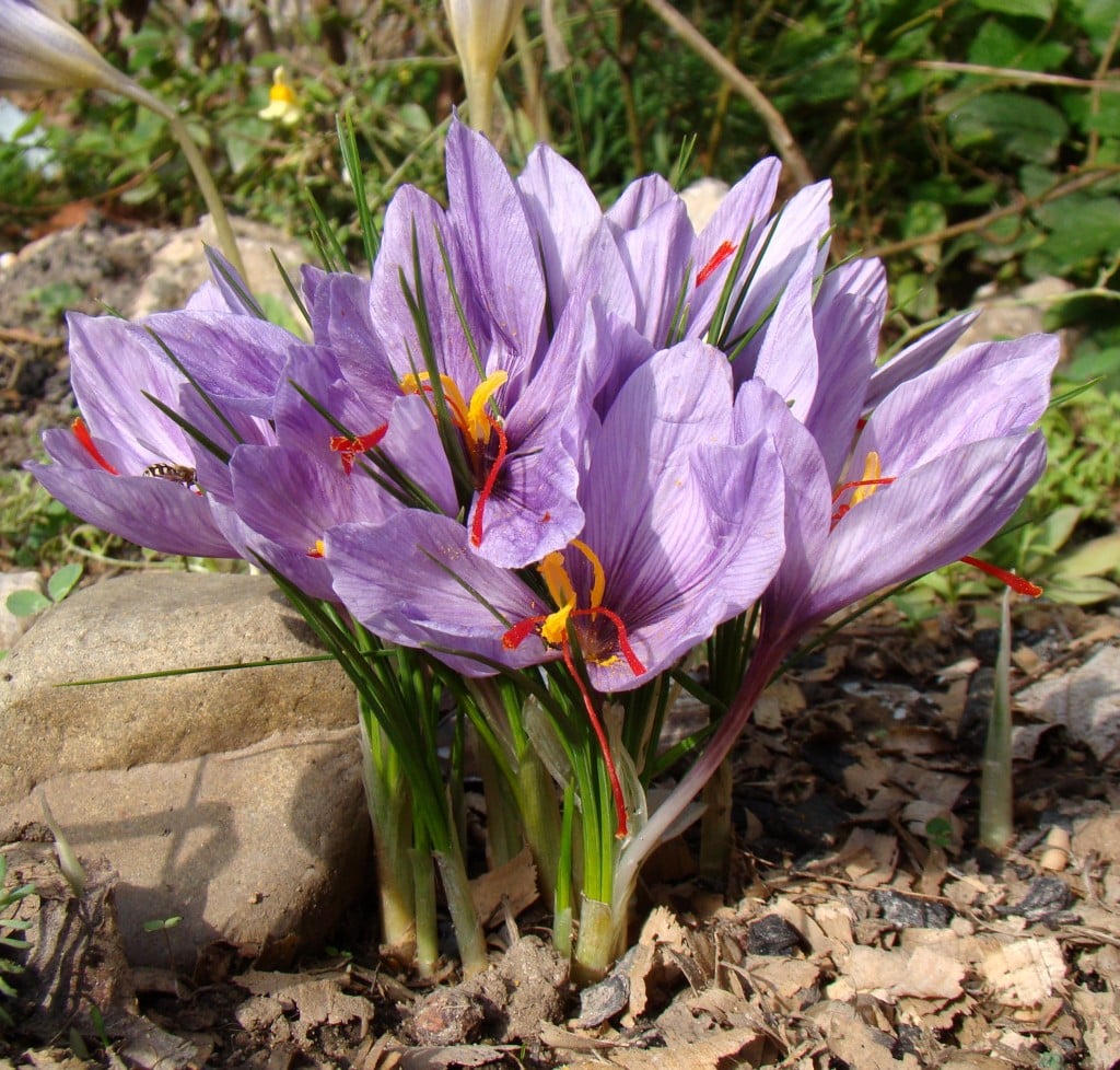Crocus sativus en pleine floraison.