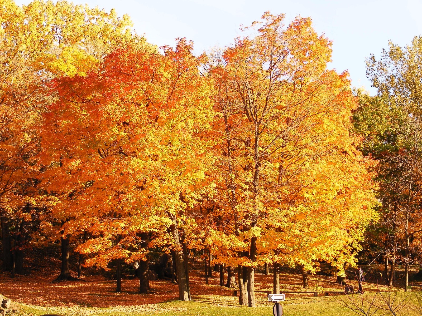 Arbres aux feuilles d'automne orange.