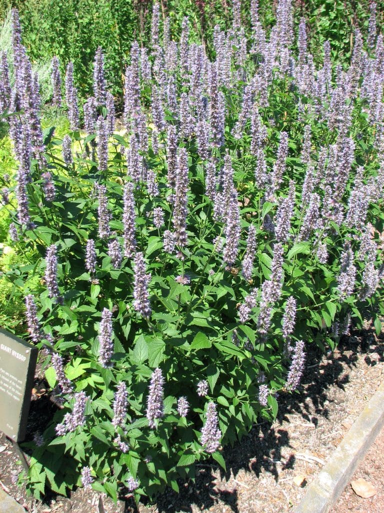 <strong>Sept bonnes raisons pour cultiver l’agastache fenouil</strong>