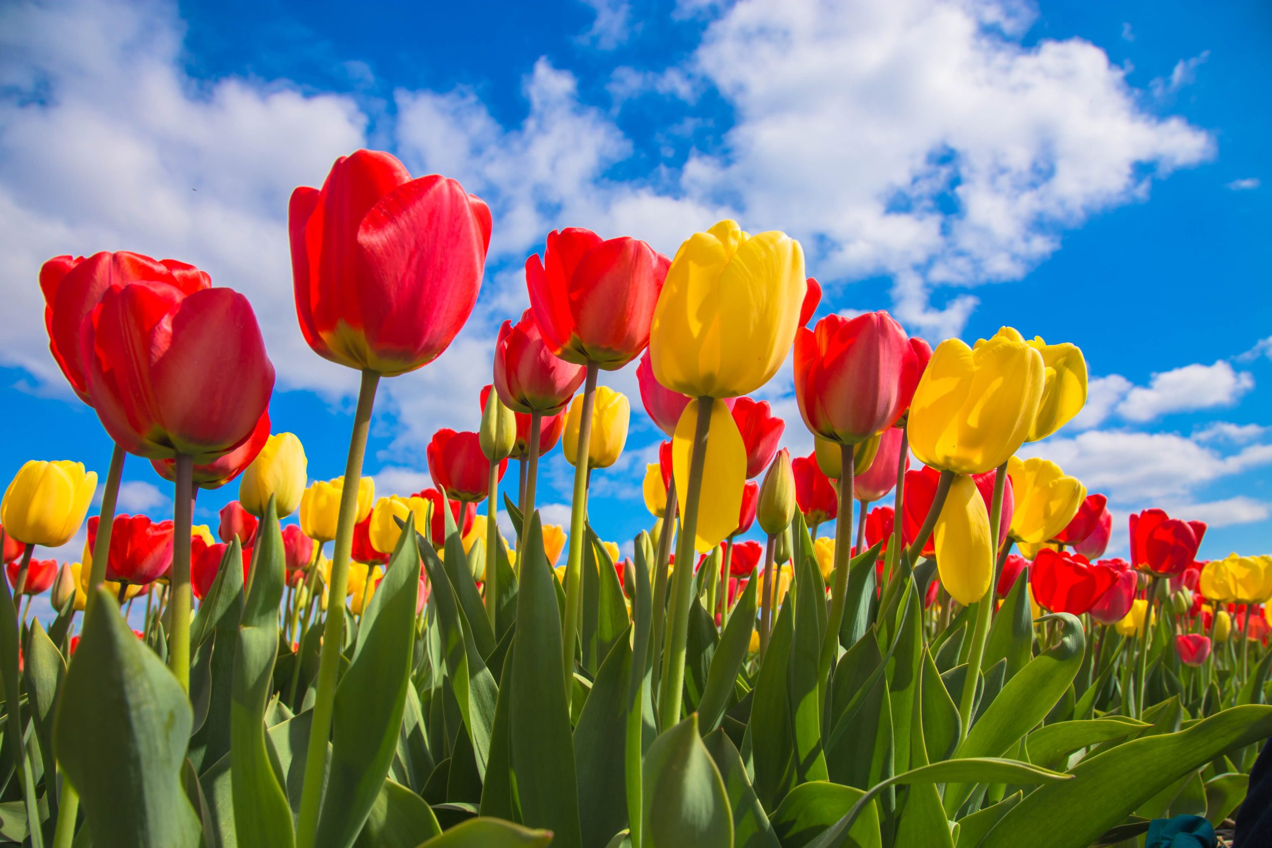 Les tulipes hybrides de Darwin : celles qui durent et durent!