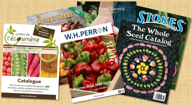 Retour vers le potager