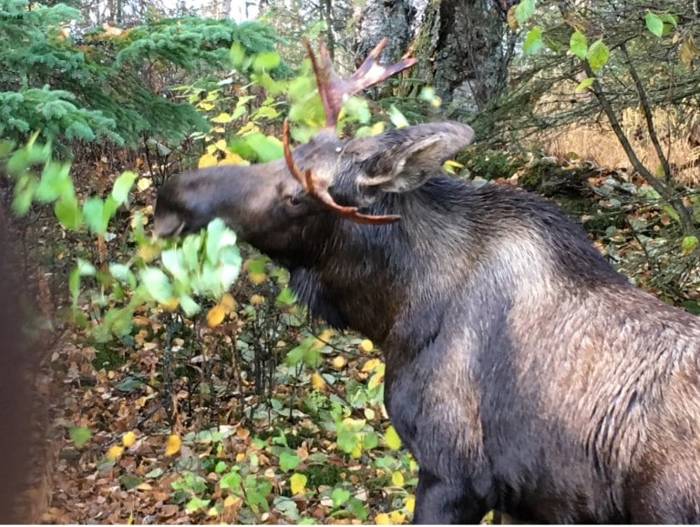Forcer la main du printemps