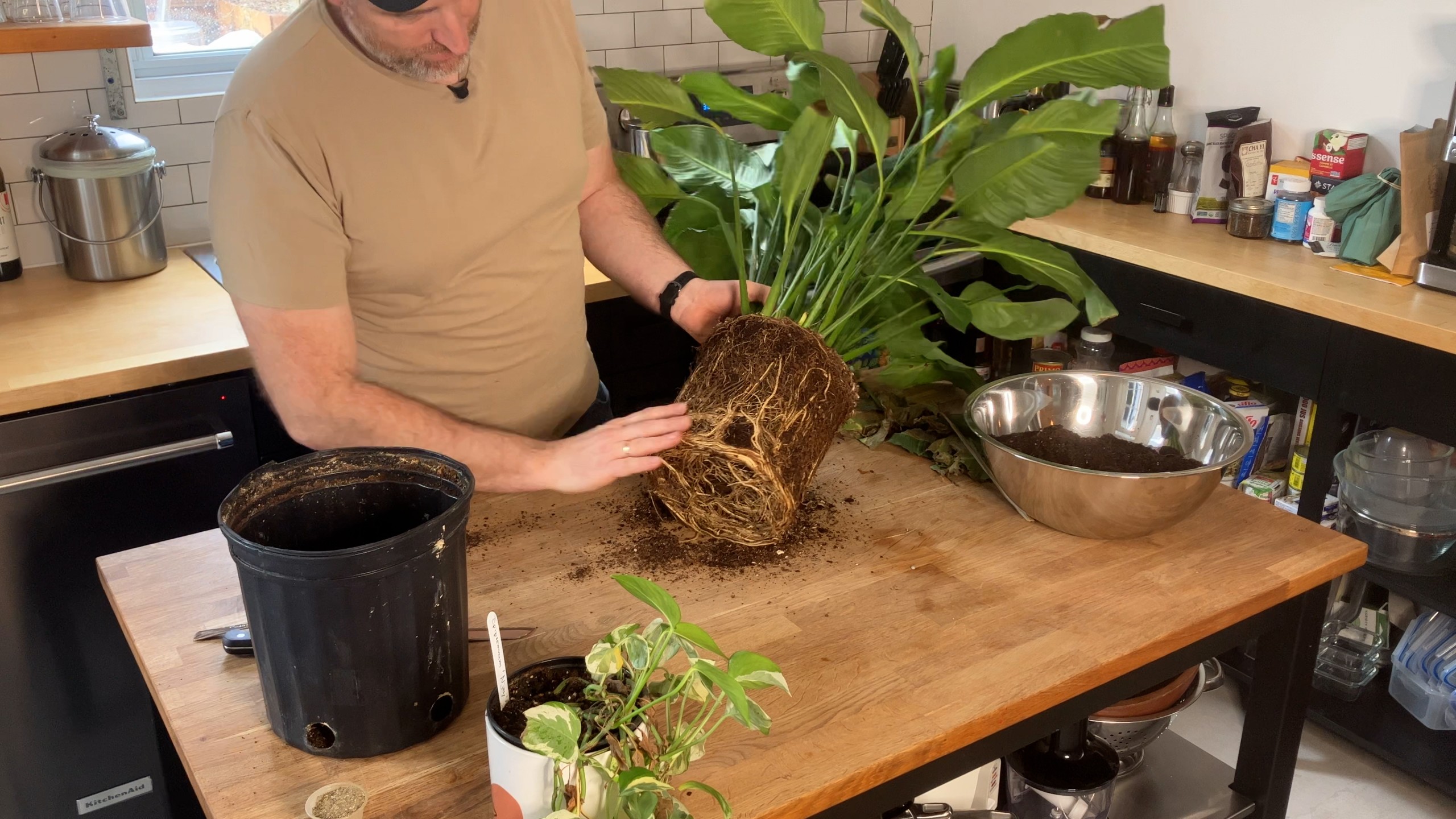 Vendredi vidéo: Soins printaniers des plantes d’intérieur