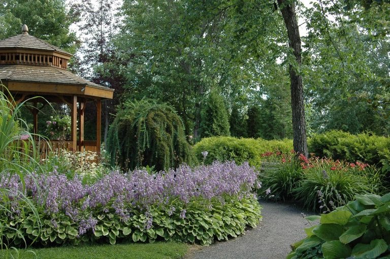 Mangez vos hostas… et vos hémérocalles!