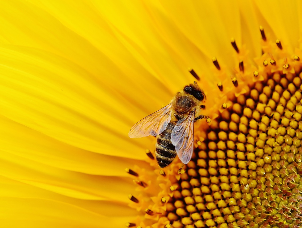 Longue vie aux abeilles?