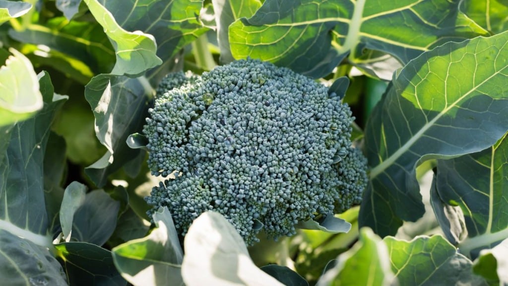 Brocoli dans potager d'automne