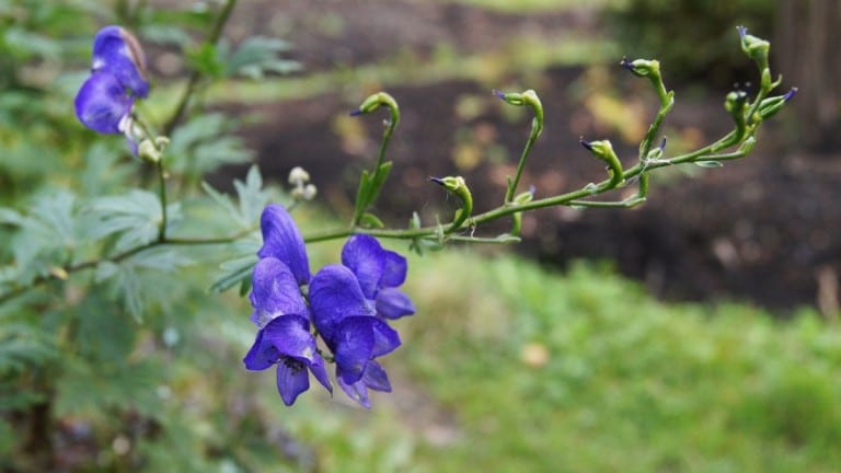 L&rsquo;aconitum napellus : Reine des poisons, plante née de la salive de Cerbère lui-même