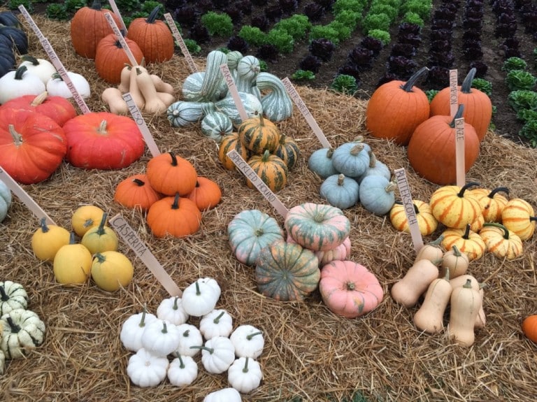 Le Common Ground Country Fair pour terminer la saison estivale en couleurs!
