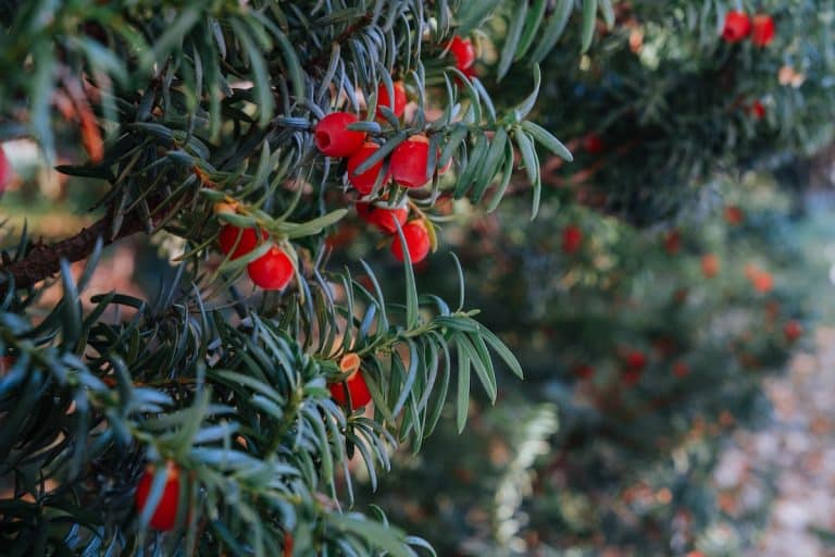 Quand la mort et la longévité sont symbolisés par le même arbre: le mystérieux if