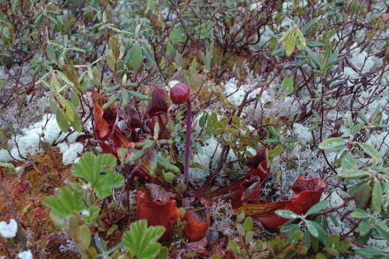 La sarracénie pourpre, cette charmeuse d’insectes