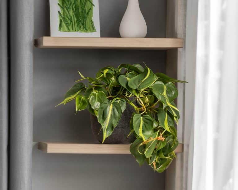 Connais-tu bien tes philodendrons?