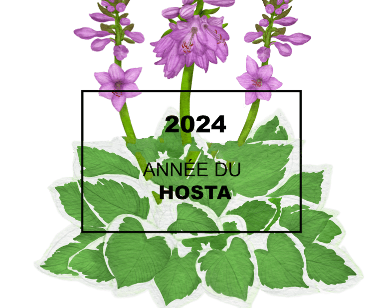 2024: l’année du hosta