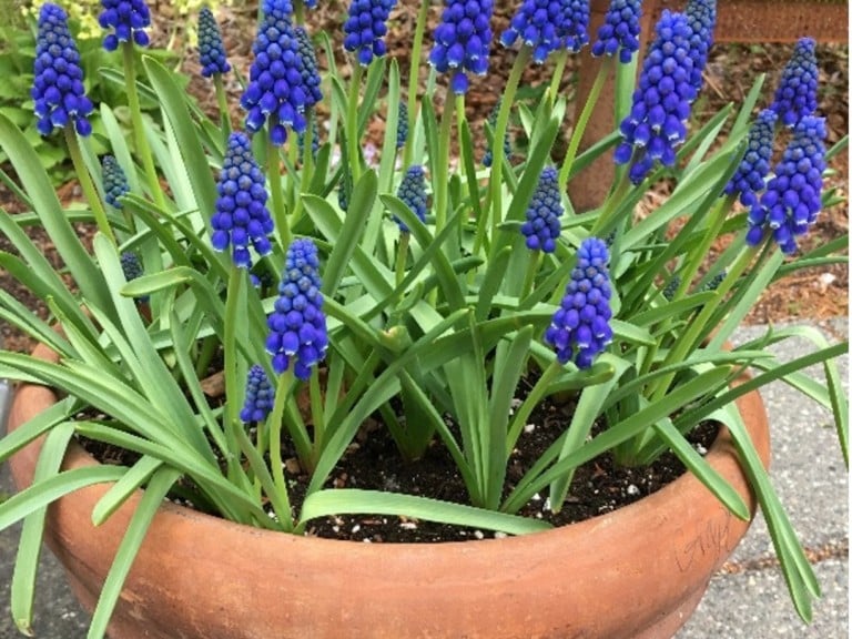 Bulbes de fleurs : Utilisez la force!