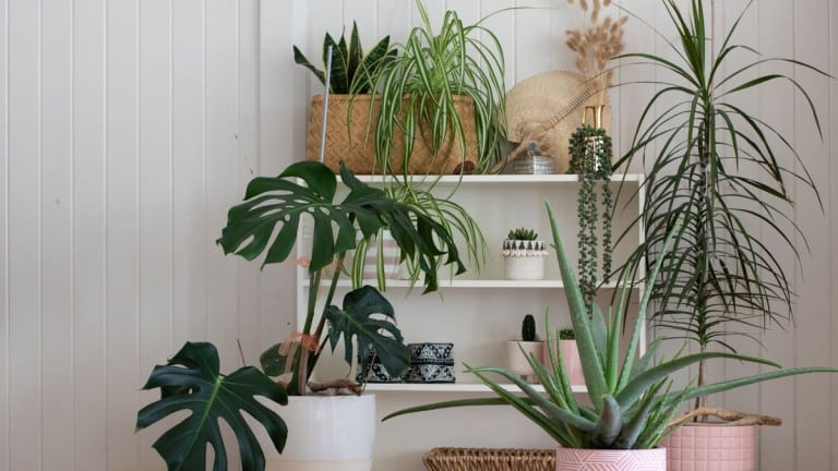 Les remèdes maison horticoles : le pour et le contre