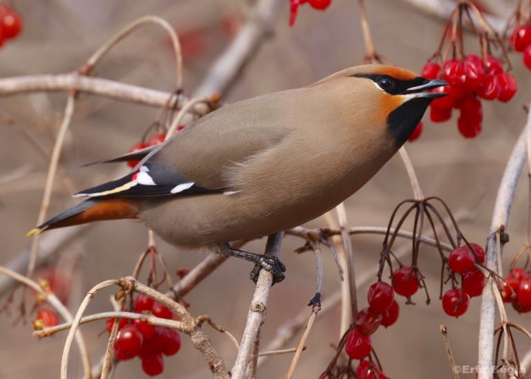 Baies d&rsquo;hiver pour attirer les oiseaux