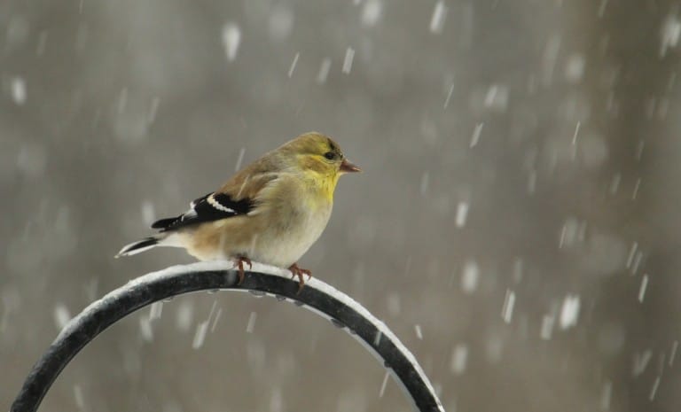 Prenez les oiseaux sous votre aile