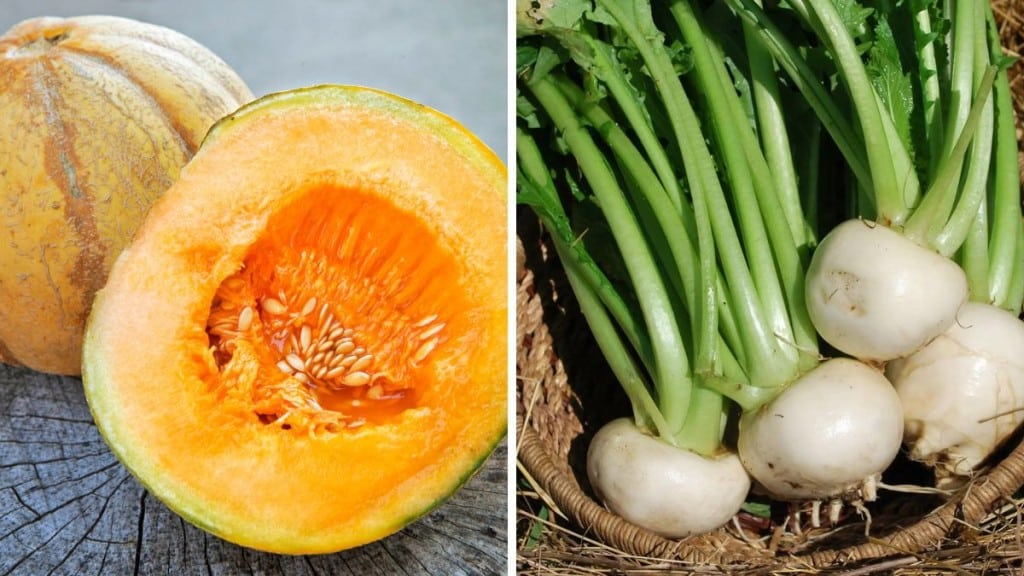 Semences préférées des semenciers