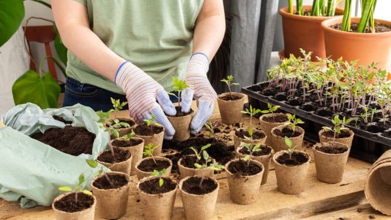 Votre premier semis à l’intérieur