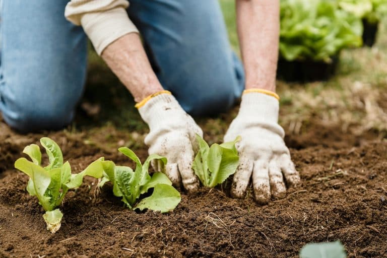 Des formations en jardinage pour cultiver vos compétences horticoles