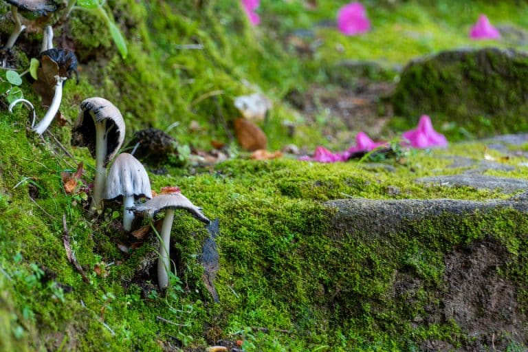 La première verdure du printemps: la mousse